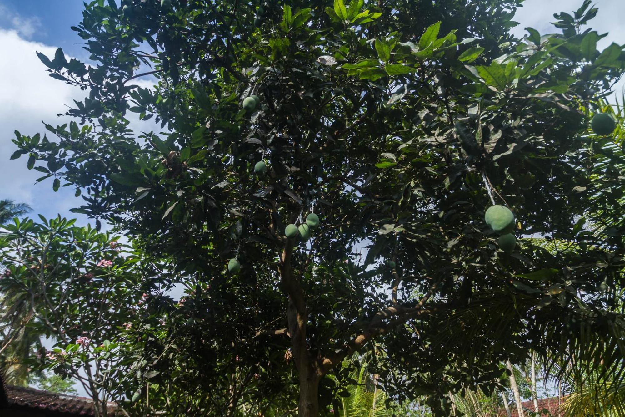 Parthi Puri Ubud Zewnętrze zdjęcie